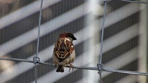 passero
