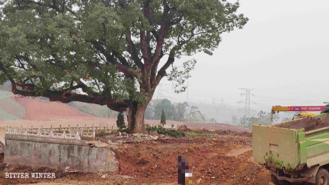 Dove prima sorgeva il tempio ora resta soltanto un albero di canfora