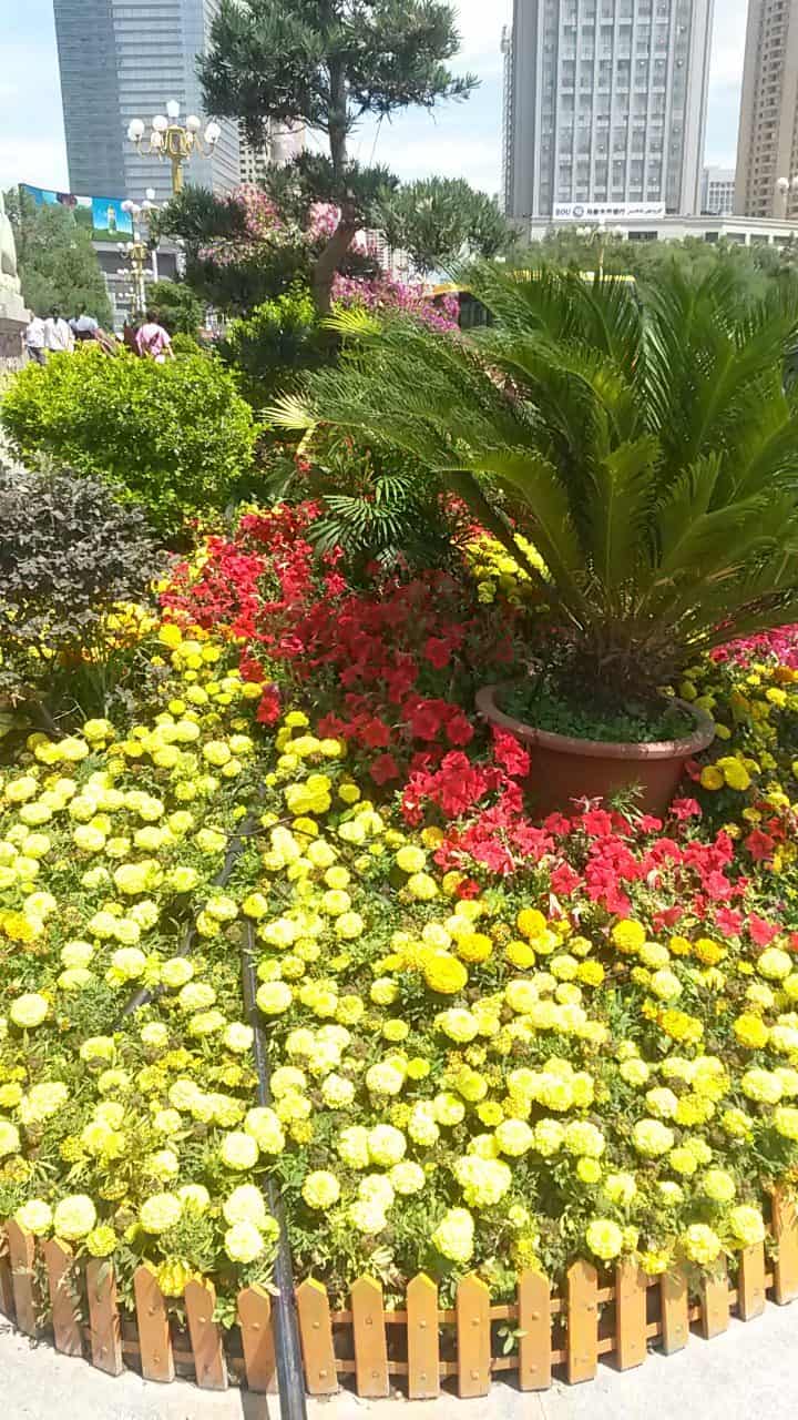 Esposizione patriottica di bordature di fiori rossi e gialli