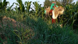 Un abitante del villaggio di Anyang, nell’Henan, ha coperto di paglia la croce su un tumulo per evitare che venisse rimossa