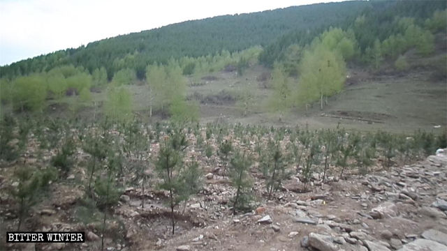 L’area ove sorgeva il tempio è stata piantumata