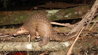 Il virus del PCC: pipistrelli, pangolini o il Partito Comunista?