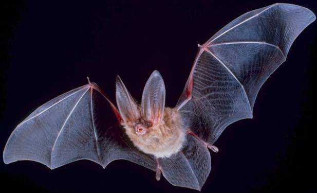 Fledermaus dalle grandi orecchie
